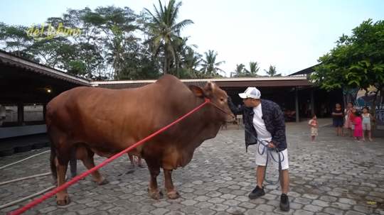 6 Potret Wariso, Sapi Kurban Irfan Hakim dengan Bobot Lebih dari 1 Ton!