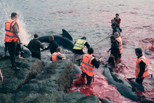 Sadisnya Ratusan Lumba-Lumba Dibantai di Kepulauan Faroe, Lautan Dipenuhi Darah