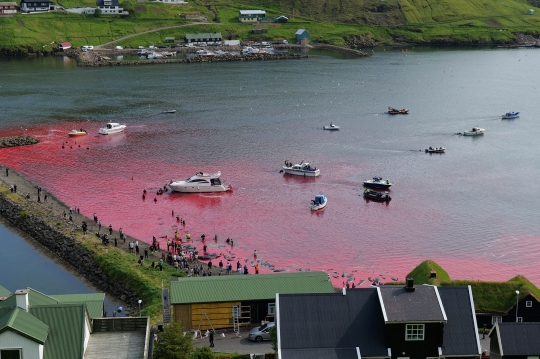 Sadisnya Ratusan Lumba-Lumba Dibantai di Kepulauan Faroe, Lautan Dipenuhi Darah