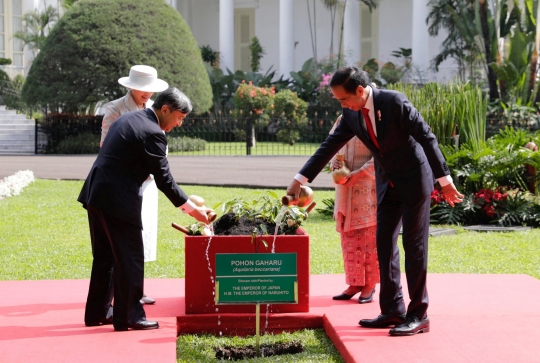 Momen Jokowi Sopiri Kaisar Jepang Keliling Kebun Raya Bogor hingga Tanam Pohon Gaharu