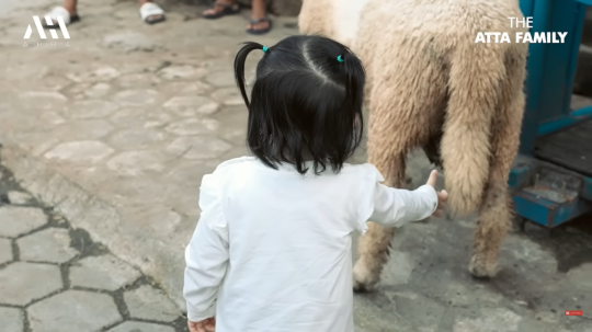 6 Potret Lucu Ameena Lihat Sapi di Peternakan, Ekspresinya Gemesin Banget!