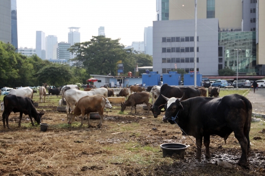 Pedagang Hewan Kurban Mulai Menggeliat Jelang Idul Adha