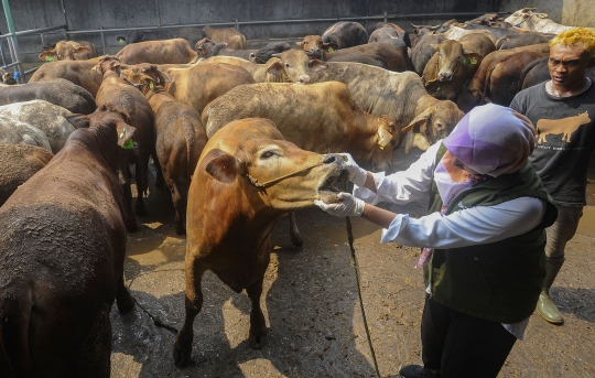 Jelang Iduladha, Puskeswan Depok Gencarkan Pemeriksaan Kesehatan Sapi Kurban