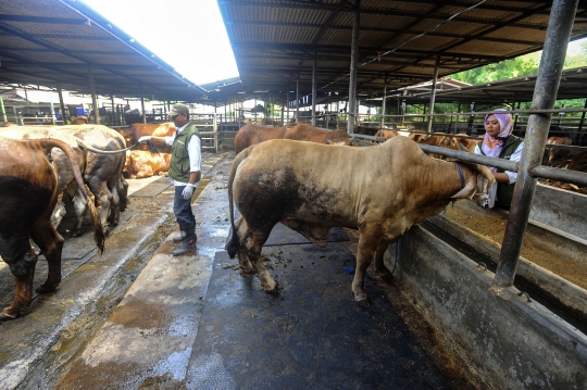 Jelang Iduladha, Puskeswan Depok Gencarkan Pemeriksaan Kesehatan Sapi Kurban