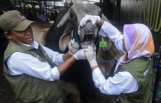 Jelang Iduladha, Puskeswan Depok Gencarkan Pemeriksaan Kesehatan Sapi Kurban