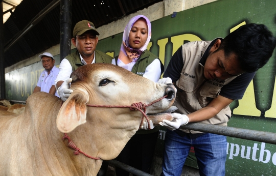 Jelang Iduladha, Puskeswan Depok Gencarkan Pemeriksaan Kesehatan Sapi Kurban