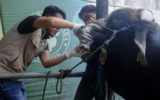 Jelang Iduladha, Puskeswan Depok Gencarkan Pemeriksaan Kesehatan Sapi Kurban