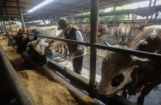 Jelang Iduladha, Puskeswan Depok Gencarkan Pemeriksaan Kesehatan Sapi Kurban