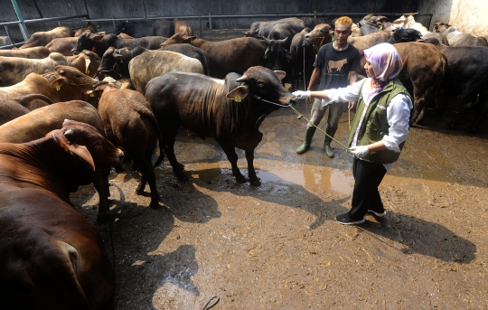 Jelang Iduladha, Puskeswan Depok Gencarkan Pemeriksaan Kesehatan Sapi Kurban