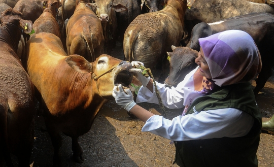 Jelang Iduladha, Puskeswan Depok Gencarkan Pemeriksaan Kesehatan Sapi Kurban