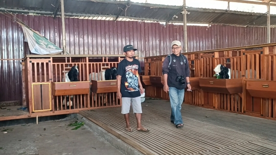 Potret Ketika Kambing Kurban Dimanjakan Sebelum Dipotong