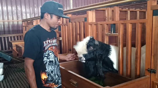 Potret Ketika Kambing Kurban Dimanjakan Sebelum Dipotong