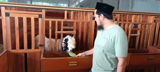 Potret Ketika Kambing Kurban Dimanjakan Sebelum Dipotong