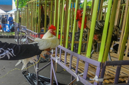 Melihat Kontes Ayam Pelung Berharga Ratusan Juta di GOR Pajajaran Bogor