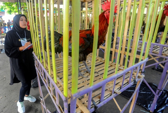 Melihat Kontes Ayam Pelung Berharga Ratusan Juta di GOR Pajajaran Bogor