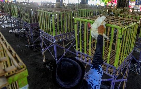 Melihat Kontes Ayam Pelung Berharga Ratusan Juta di GOR Pajajaran Bogor