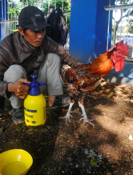 Melihat Kontes Ayam Pelung Berharga Ratusan Juta di GOR Pajajaran Bogor