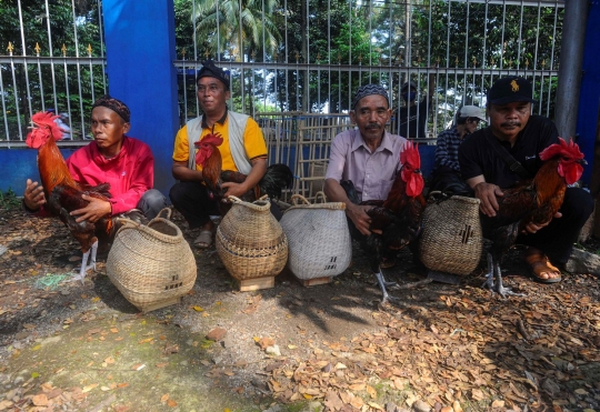 Melihat Kontes Ayam Pelung Berharga Ratusan Juta di GOR Pajajaran Bogor