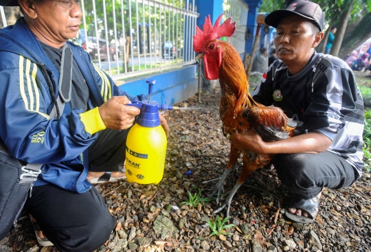 Melihat Kontes Ayam Pelung Berharga Ratusan Juta di GOR Pajajaran Bogor