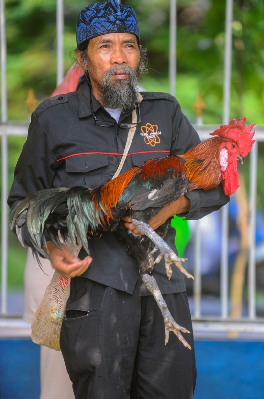 Melihat Kontes Ayam Pelung Berharga Ratusan Juta di GOR Pajajaran Bogor