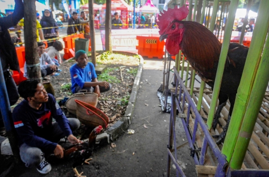 Melihat Kontes Ayam Pelung Berharga Ratusan Juta di GOR Pajajaran Bogor