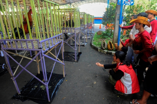 Melihat Kontes Ayam Pelung Berharga Ratusan Juta di GOR Pajajaran Bogor