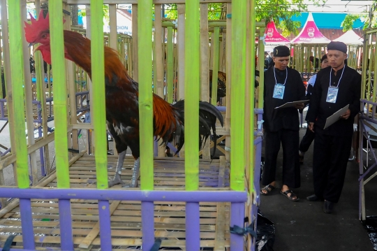 Melihat Kontes Ayam Pelung Berharga Ratusan Juta di GOR Pajajaran Bogor