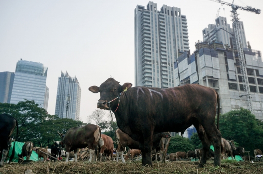 Jerit Pedagang Sapi Bima Penjualan Lesu Jelang Iduladha