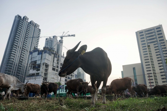 Jerit Pedagang Sapi Bima Penjualan Lesu Jelang Iduladha