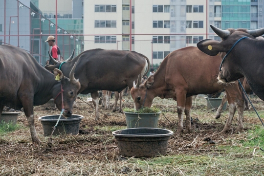 Jerit Pedagang Sapi Bima Penjualan Lesu Jelang Iduladha