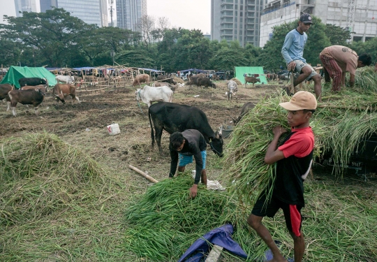 Jerit Pedagang Sapi Bima Penjualan Lesu Jelang Iduladha