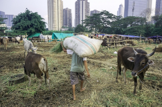 Jerit Pedagang Sapi Bima Penjualan Lesu Jelang Iduladha