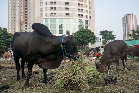 Jerit Pedagang Sapi Bima Penjualan Lesu Jelang Iduladha