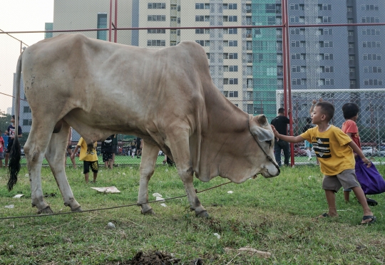 Jerit Pedagang Sapi Bima Penjualan Lesu Jelang Iduladha