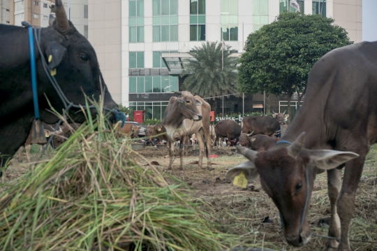 Jerit Pedagang Sapi Bima Penjualan Lesu Jelang Iduladha