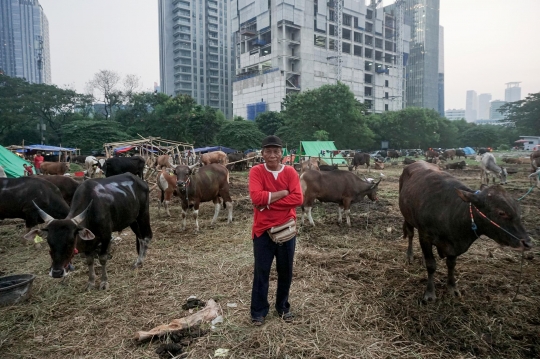 Jerit Pedagang Sapi Bima Penjualan Lesu Jelang Iduladha