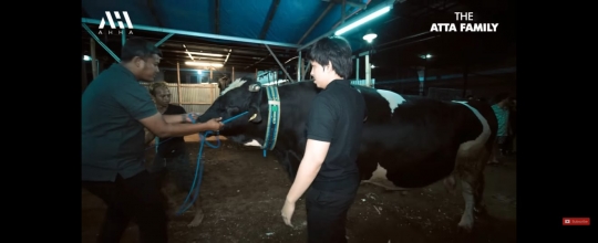 Potret Atta Halilintar Bareng Sapi Kurban Jumbo Seberat 1,4 Ton, Ameena Happy Banget