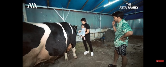 Potret Atta Halilintar Bareng Sapi Kurban Jumbo Seberat 1,4 Ton, Ameena Happy Banget