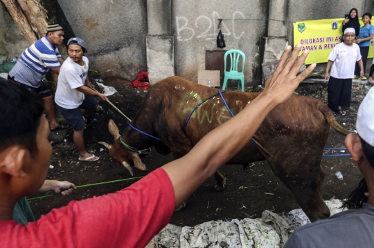 Pemotongan Hewan Kurban di Kebayoran Lama Jadi Tontonan