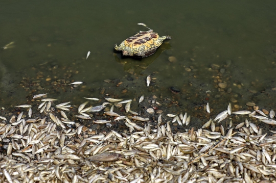 Misterius, Ribuan Ikan Mati Mendadak di Sungai Irak