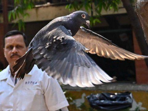 Indian Police Arrest A Pigeon Bird Because They Think It Is A Chinese Spy!