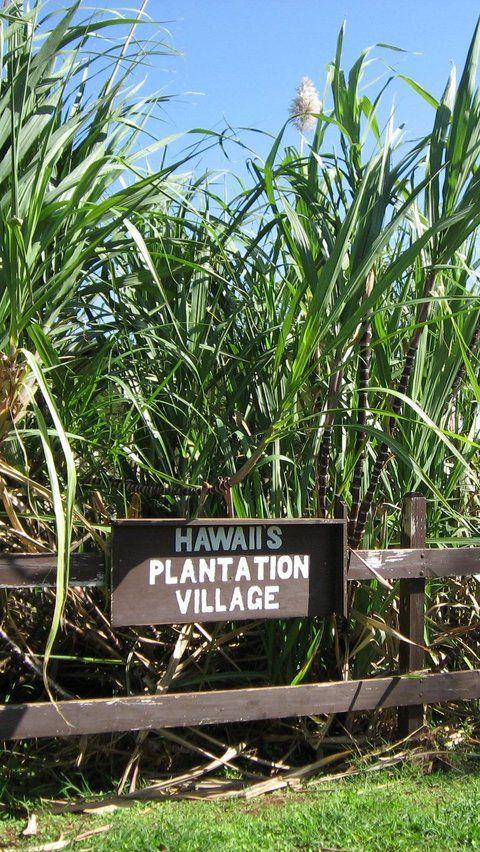 4. Hawaii Plantation Village Museum