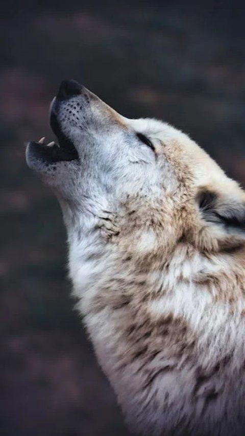 B. Wolf Quotes on Instincts and Intuition