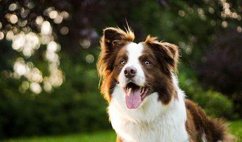 <b>4. Border Collie</b>