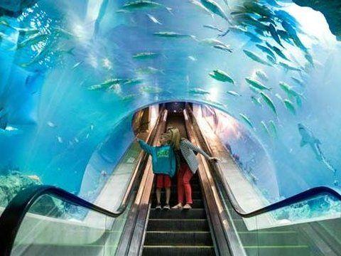 2. OdySea Aquarium<br>