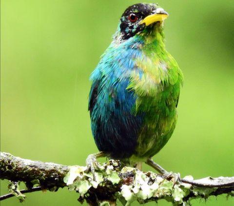 Amateur ornithologist John Murillo spotted the bird and showed it to visiting observers, including Hamish Spencer from the Department of Zoology at the University of Otago, New Zealand.<br>