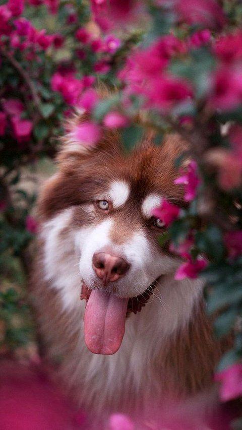 National Alaskan Malamute Day<br>