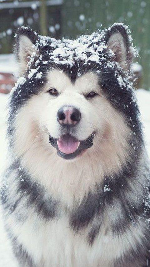 Official State Dog of Alaska<br>
