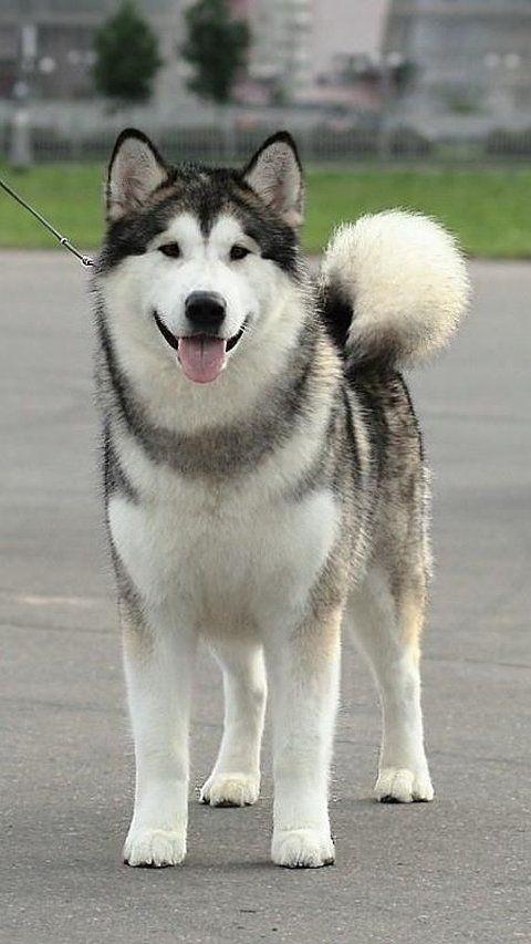 One of the dogs that humans love to make friends with is the Alaskan Malamute.