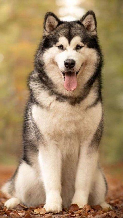Dogs are often referred to as man's best friend due to their loyal and obedient nature.
